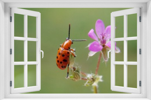 Fototapeta Naklejka Na Ścianę Okno 3D - red beetle on a pink flower
