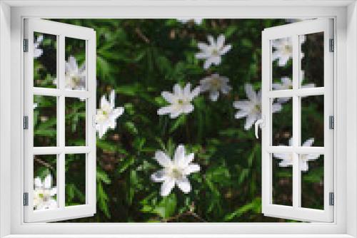 Fototapeta Naklejka Na Ścianę Okno 3D - Anémone sylvie, Anémone des bois ou Sylvestre (Anemone nemorosa), fleur de forêt en Auvergne