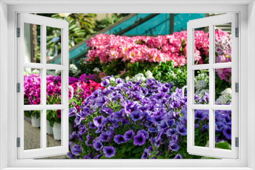 Fototapeta Naklejka Na Ścianę Okno 3D - Purple small flowers in a garden