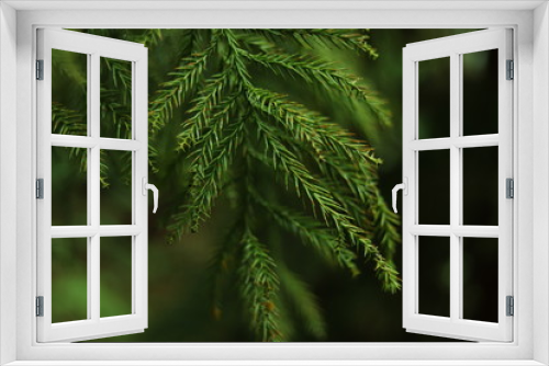 Fototapeta Naklejka Na Ścianę Okno 3D - sapin noël rouille arbre conifère