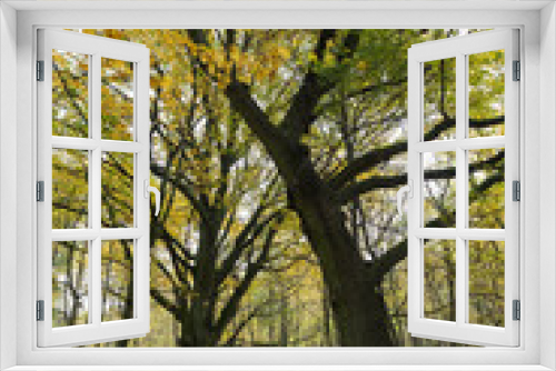 Fototapeta Naklejka Na Ścianę Okno 3D - deciduous tree