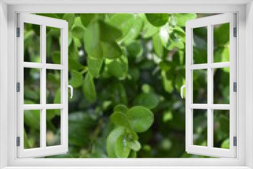 Fototapeta Naklejka Na Ścianę Okno 3D - Green leaves and branches of boxwood with sun rays