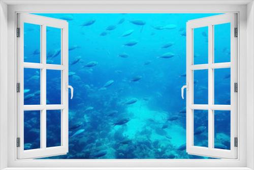 Fototapeta Naklejka Na Ścianę Okno 3D - beautiful view underwater of the atlantic ocean in the sea of Aruba with some fish and a shipwreck