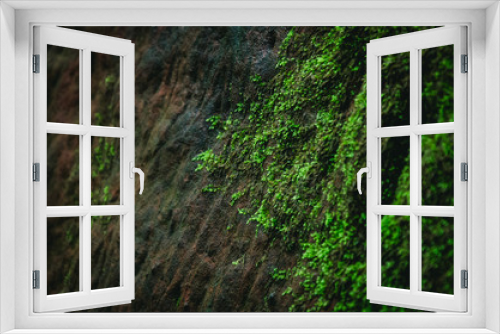 Fototapeta Naklejka Na Ścianę Okno 3D - green moss grows on a rock in the forest