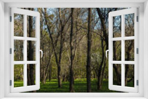 Fototapeta Naklejka Na Ścianę Okno 3D - Green deciduous forest on a sunny day