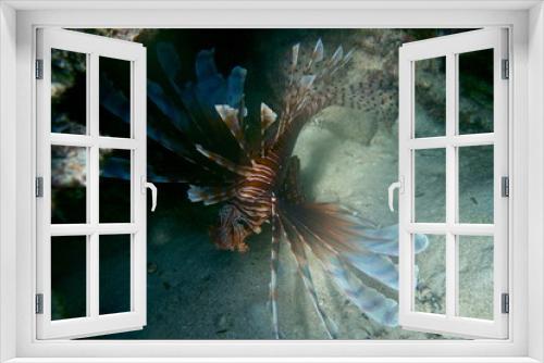 Fototapeta Naklejka Na Ścianę Okno 3D - Lionfish, Neiafu, Vavau, Tonga