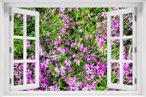 Fototapeta Naklejka Na Ścianę Okno 3D - pink flowers of phlox subulata on green meadow