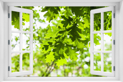 Fototapeta Naklejka Na Ścianę Okno 3D - green leaves of oak tree in forest in summer