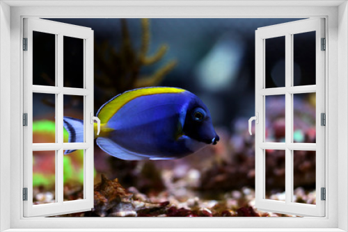 Fototapeta Naklejka Na Ścianę Okno 3D - Powder blue tang in reef tank