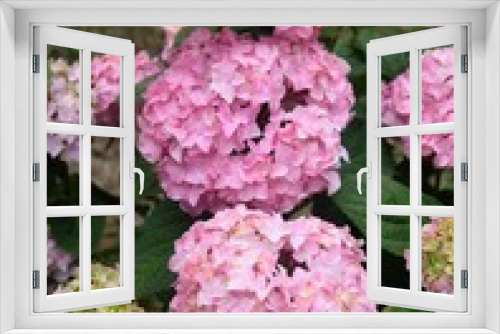 Fototapeta Naklejka Na Ścianę Okno 3D - hydrangea bush with pink flowers