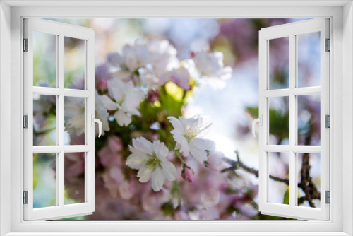 Fototapeta Naklejka Na Ścianę Okno 3D - selective focus of flowers on branches of cherry blossom tree