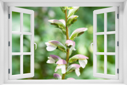 Fototapeta Naklejka Na Ścianę Okno 3D - 白いアカンサスの花