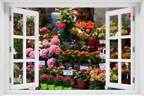 Fototapeta Naklejka Na Ścianę Okno 3D - Flower market with various multicolored fresh flowers in pots. Red, pink,orange hydrangea, bellflower beautiful multilevel showcase