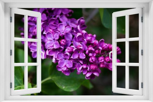 Fototapeta Naklejka Na Ścianę Okno 3D - Purple lilac flower