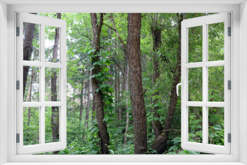Fototapeta Naklejka Na Ścianę Okno 3D - walk in the woods