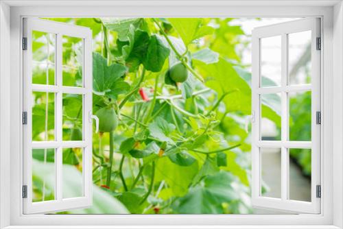 Fototapeta Naklejka Na Ścianę Okno 3D - Melon growing in the greenhouse