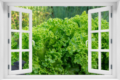 Fototapeta Naklejka Na Ścianę Okno 3D - Sallad i trädgårdsland
