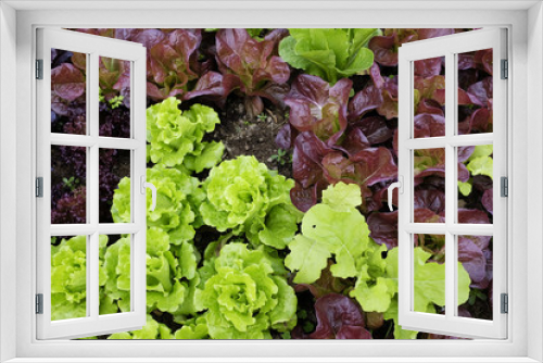 Fototapeta Naklejka Na Ścianę Okno 3D - Vegetable from backyard garden organic farm