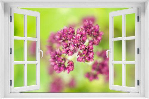 Fototapeta Naklejka Na Ścianę Okno 3D - beautiful pink flowers with blurry green background