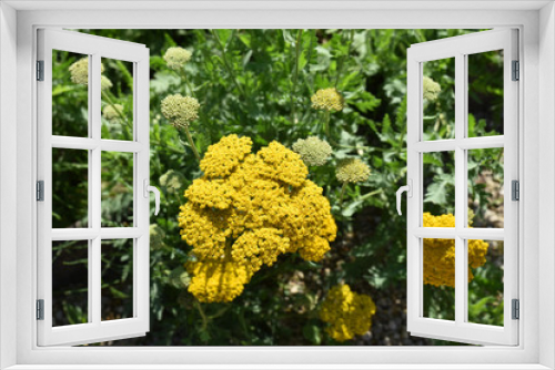 Fototapeta Naklejka Na Ścianę Okno 3D - Achillea filipendulina jaune