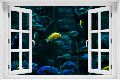 Fototapeta Naklejka Na Ścianę Okno 3D - Beautiful Sea World. Sea fish at depth. Underwater world with corals and tropical fish.  Underwater scene. Underwater world. Underwater life landscape. 