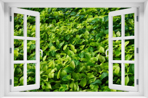 Fototapeta Naklejka Na Ścianę Okno 3D - Epipremnum aureum vine plant, green leaf texture background