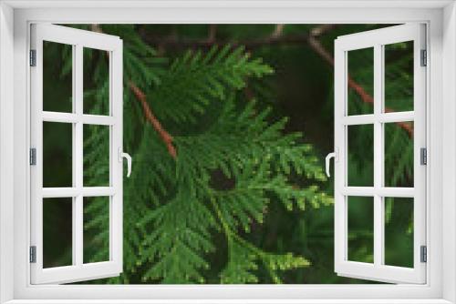 Fototapeta Naklejka Na Ścianę Okno 3D - coniferous branch closeup