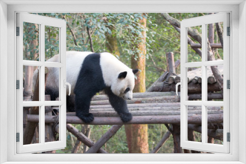 Fototapeta Naklejka Na Ścianę Okno 3D - panda in chengdu