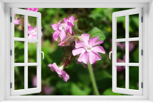 Fototapeta Naklejka Na Ścianę Okno 3D - pink flower with blurred background using galaxy note 8