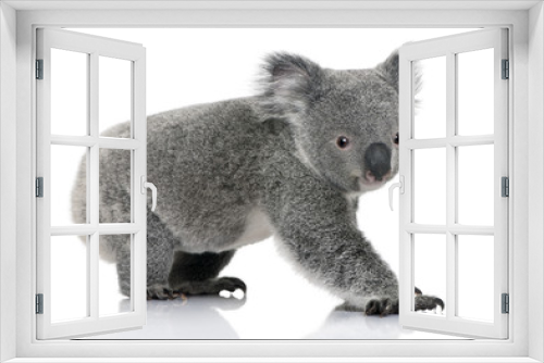 Fototapeta Naklejka Na Ścianę Okno 3D - Side view of Young koala, standing and looking at the camera