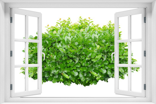 Fototapeta Naklejka Na Ścianę Okno 3D - green bush isolated on white background.
