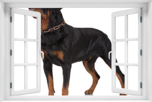 Fototapeta Naklejka Na Ścianę Okno 3D - Rottweiler dog