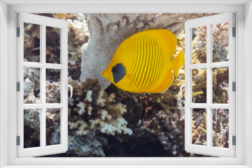 Fototapeta Naklejka Na Ścianę Okno 3D - Butterfly fish under a coral umbrella.