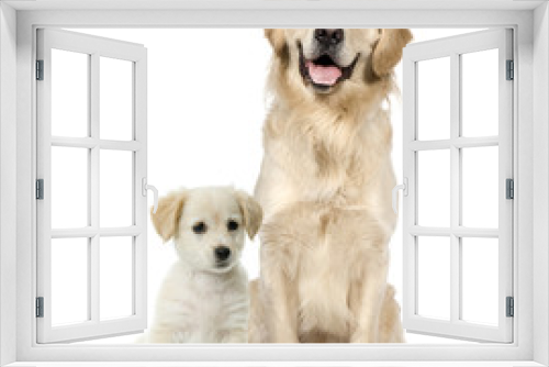 Fototapeta Naklejka Na Ścianę Okno 3D - Golden Retriever and a Labrador puppy sitting