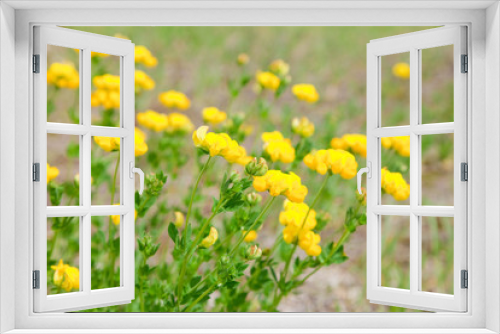 Fototapeta Naklejka Na Ścianę Okno 3D - 黄色い花