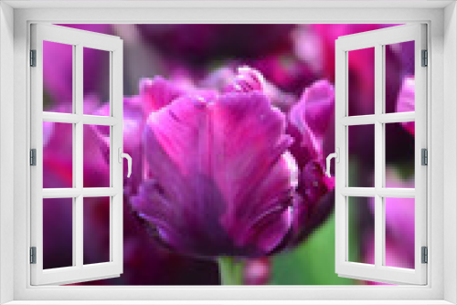 Fototapeta Naklejka Na Ścianę Okno 3D - Purple Dream Tulips at Woodenshoe Tulip Farm in Woodburn Oregon