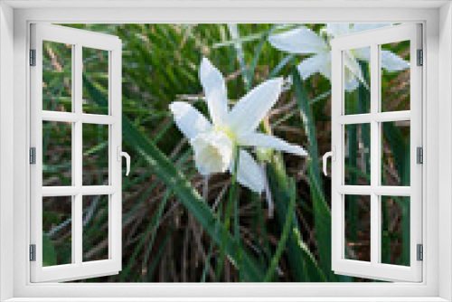 Fototapeta Naklejka Na Ścianę Okno 3D - Daffodil Thalia (narcissus) plants