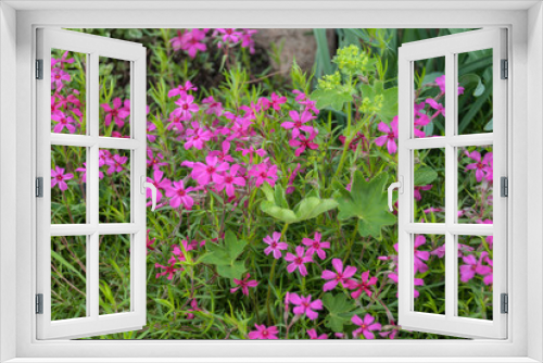 Fototapeta Naklejka Na Ścianę Okno 3D - Phlox subulata (creeping phlox) flowers