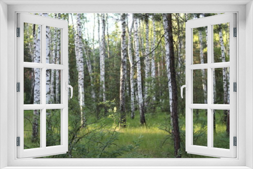 Fototapeta Naklejka Na Ścianę Okno 3D - White birch trees in a summer forest