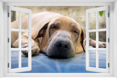 Fototapeta Naklejka Na Ścianę Okno 3D - Fat Brown Sick Dog Sleeping