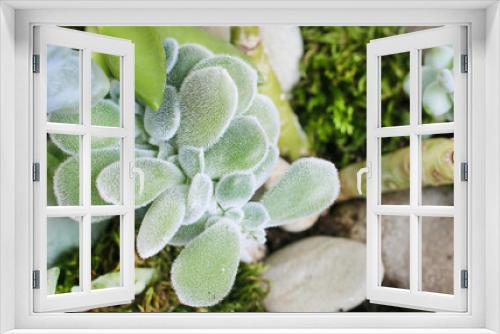 Fototapeta Naklejka Na Ścianę Okno 3D - Succulent plants horticulture