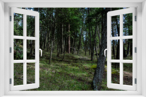 Fototapeta Naklejka Na Ścianę Okno 3D - Forest Landscape 