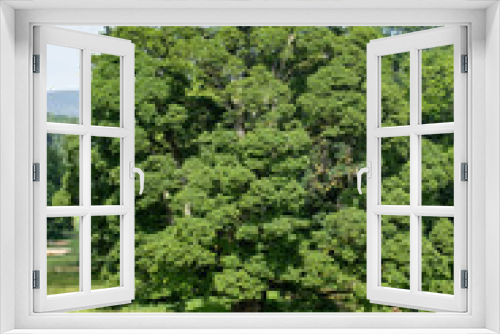 Fototapeta Naklejka Na Ścianę Okno 3D - large sycamore tree in uk