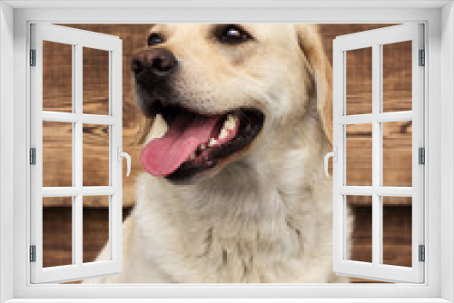 Fototapeta Naklejka Na Ścianę Okno 3D - dog labrador on a wooden background