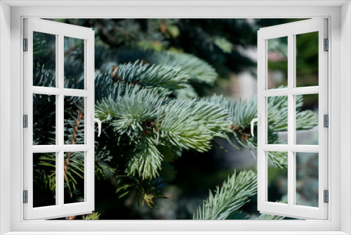 Fototapeta Naklejka Na Ścianę Okno 3D - blue spruce close-up
