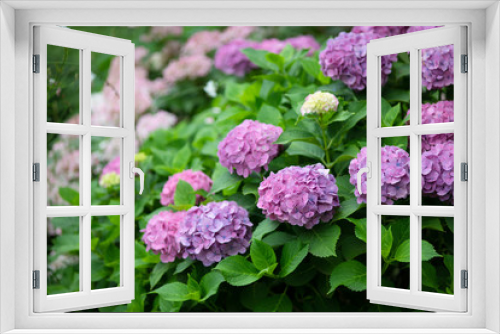 Fototapeta Naklejka Na Ścianę Okno 3D - 紫色のあじさいの花	