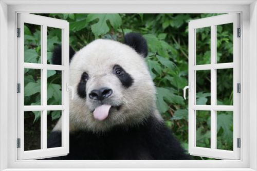 Fototapeta Naklejka Na Ścianę Okno 3D - Funny Giant Panda is Pulling his Tongue out, Beijing , China