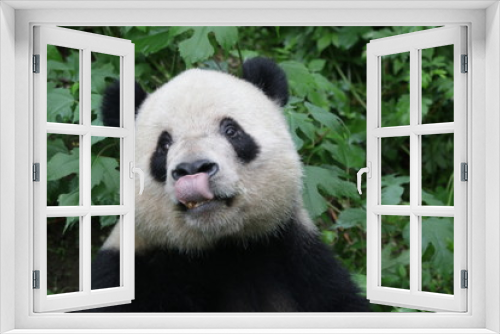 Fototapeta Naklejka Na Ścianę Okno 3D - Funny Panda Sticks out his Tongue, China