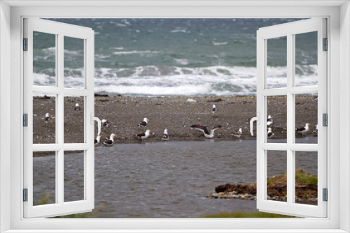Fototapeta Naklejka Na Ścianę Okno 3D - Seagulls at Inutil Bay in Tierra del Fuego, Chile