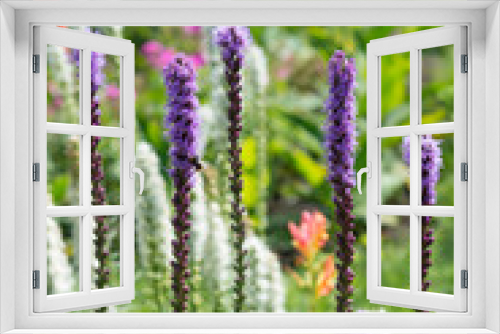 Fototapeta Naklejka Na Ścianę Okno 3D - Flower Liatris spicata in the garden